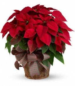 Red Poinsettia