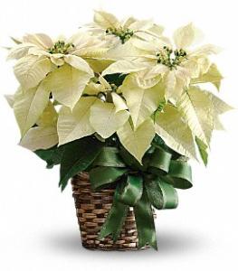 Assorted Color Poinsettia