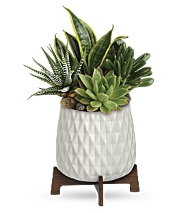 Modern_Mood_Succulent_garden_sm