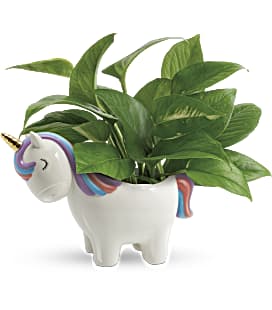 Peaceful_Unicorn_Pothos_sm