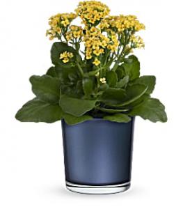 Golden Morning Kalanchoe Plant