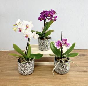 Miniature Orchid Plant