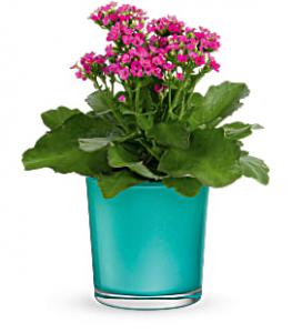 Shimmering Aqua Kalanchoe Plant