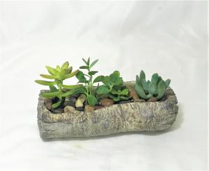 Succulent Log Garden