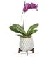 Architectural_Orchid_Plant_sm