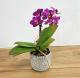 Miniature Orchid Plant 1