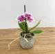 Miniature Orchid Plant 2