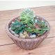 Succulent Garden 1