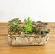 Succulent_Garden_Distressed_planter