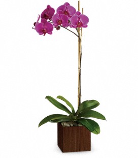 sublime_orchid.jpg