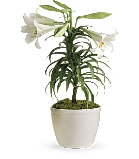 Easter_Lily_plant